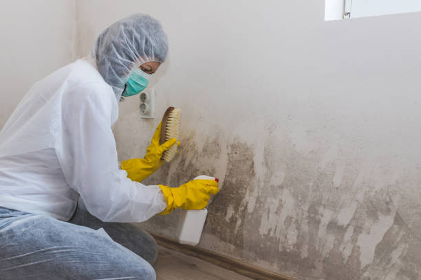 Best Mold Removal Process  in USA